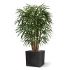 AnyConv.com raphis kunstpalm xl deluxe 130 cm 184113 5 4