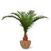 AnyConv.com canarie phoenix kunstpalm deluxe 210 cm 173321 3 4
