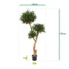 AnyConv.com olijf bonsai deluxe x3 160 cm 135416 8 4