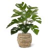 AnyConv.com Monstera 50 151105 3