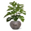 AnyConv.com Monstera 50 151105 2