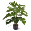 AnyConv.com Monstera 50 151105 1