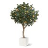 AnyConv.com sinaasappelboom deluxe giant 193027 5 4