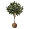 AnyConv.com sinaasappelboom deluxe giant 193027 3 4