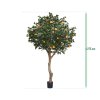 AnyConv.com sinaasappelboom deluxe giant 193027 6 4