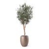 AnyConv.com Olivier Arbre Deluxe 250cm en pot F6711 1