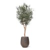 AnyConv.com Grosser Olivenbaum deluxe 250cm Baq 6OPSD59RG 1
