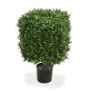 AnyConv.com 138703 buxus square 30 pp 1 1 4