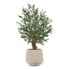 AnyConv.com 136509UV Olijf Bonsai deluxe 90cm 3 1