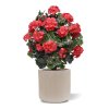 AnyConv.com geranium bol kunstplant 50cm UV rood pot2 1