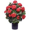 AnyConv.com 145005UVRD Geranium bol 50 rood 2