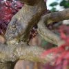 AnyConv.com 156209bu ming aralia bonsai pl 90 burgundy op voet close up 1 1 3