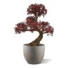 AnyConv.com ming aralia bonsai uv burgundy kunstboom op voet 90cm combination image 5