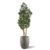 AnyConv.com 140015UV Podocarpus Kunstboom 155cm F445 1