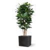 AnyConv.com philodendron kolom kunstplant 155 cm 154516 4 4