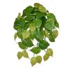 AnyConv.com Philodendron Micans RT 45 211304 1 4