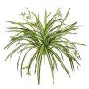 Umělá rostlina Chlorophytum RT (45cm)