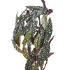 AnyConv.com Begonia Maculata hanger 80 210908 2 3