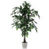 Ficus Nitida Tree 140 cm Green 1101G05