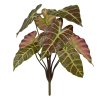 AnyConv.com 444904 Alocasia 40 burgundy 01