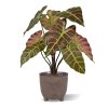 AnyConv.com Alocasia 40 burgundy 3 1
