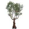 Olive Turtle Tree d 200 h 300 cm Green 1085045