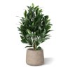 AnyConv.com laurier kunstplant 50cm uv combination image 3