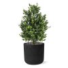 AnyConv.com buxus kunstplant 45cm uv combination image 1