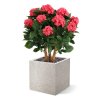 AnyConv.com hortensia uv kunstplant deluxe 80cm cerise combination image 5