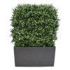 AnyConv.com Buxus Heg Deluxe 80x100 cm UV 2