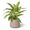 AnyConv.com aglaonema n kunstplant 40cm combination image 5