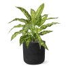 AnyConv.com aglaonema n kunstplant 40cm combination image 3