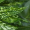 AnyConv.com 448704 aglaonema n kunstplant 40cm close up 2