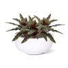 AnyConv.com calathea 30cm kunstplant groen rood combination image 2