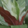 AnyConv.com 152103 calathea 30cm kunstplant groen rood