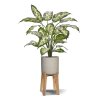 AnyConv.com dieffenbachia kunstplant 60cm deluxe combination image 5