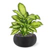 AnyConv.com dieffenbachia 55cm combination image 3