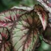 AnyConv.com 408703 bladbegonia kunstplant 33cm closeup1