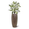 AnyConv.com dieffenbachia kunstplant 75cm deluxe combination image 8