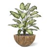AnyConv.com dieffenbachia kunstplant 75cm deluxe combination image 7