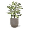 AnyConv.com dieffenbachia kunstplant 75cm deluxe combination image 4