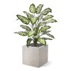 AnyConv.com dieffenbachia kunstplant 75cm deluxe combination image 2