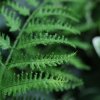 AnyConv.com 400204 pteris kunst varen 40cm closeup1