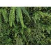 Wall fern long3