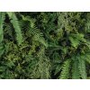 Wall fern long2