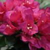 AnyConv.com 195004 Bougainvillea 45cm closeup1