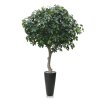 AnyConv.com eikenboom giant deluxe 300 cm 131030 2 1 4