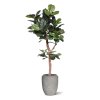 AnyConv.com Lyrata Arbre deluxe 210cm Baq 6PSC469RG