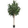 AnyConv.com 158025 Ficus Audrey 250