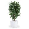 AnyConv.com 112315fr ficus exotica deluxe 150 panama 40 shiny white 2